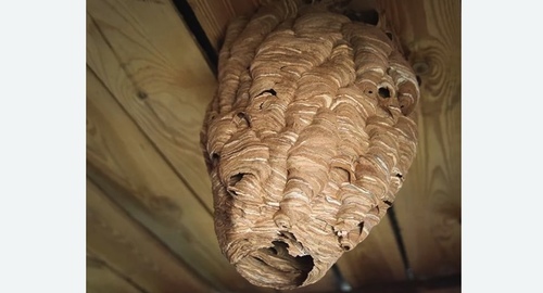 Обработка от шершней в Макушино