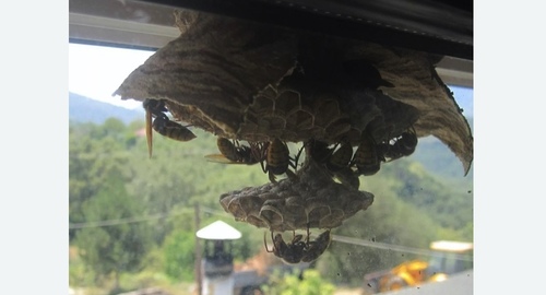 Уничтожение гнёзд шершней в Макушино