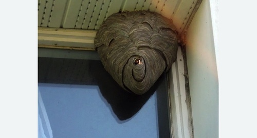 Уничтожение ос в Макушино