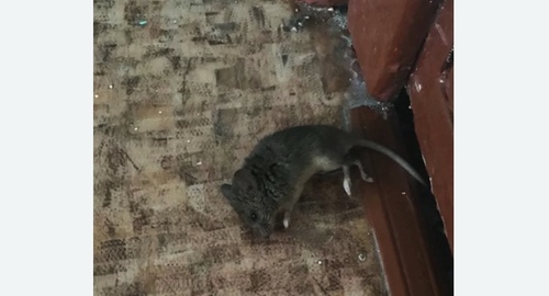 Дезинфекция от мышей в Макушино