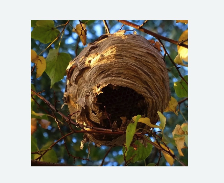 Обработка от шершней в Макушино