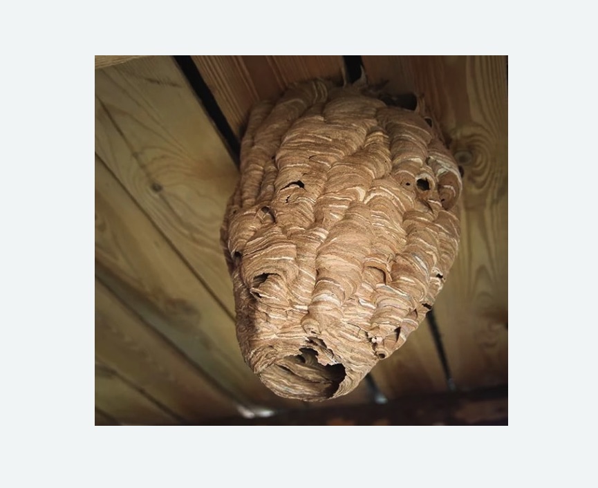 обработка от шершней в Макушино