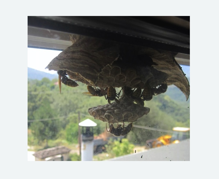 Уничтожение гнёзд шершней в Макушино