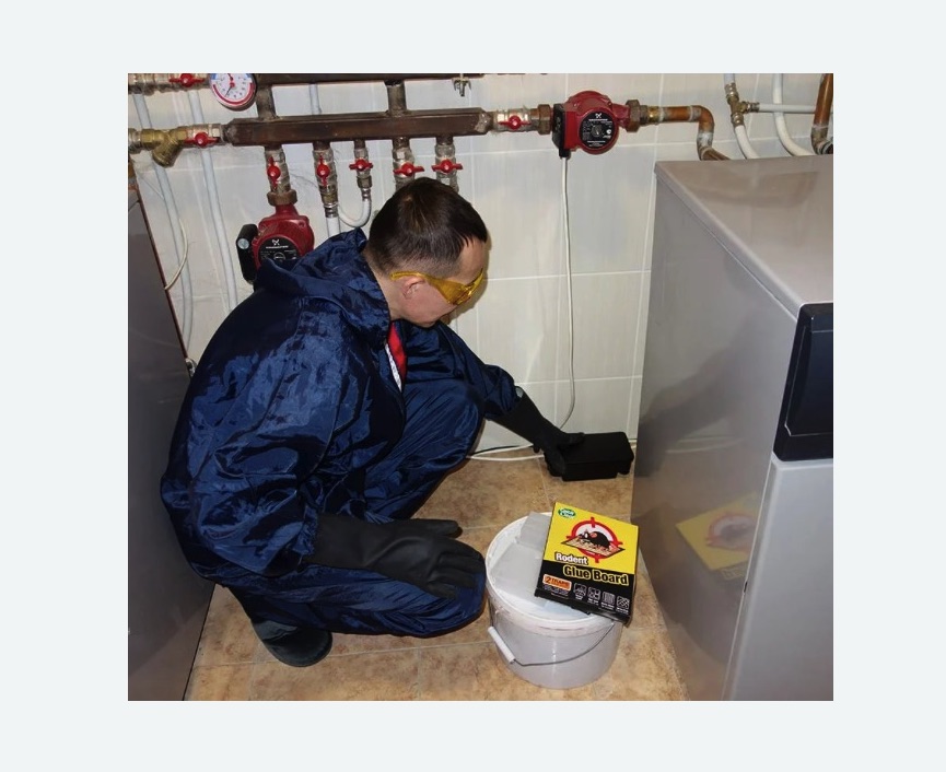 Уничтожение крыс в Макушино