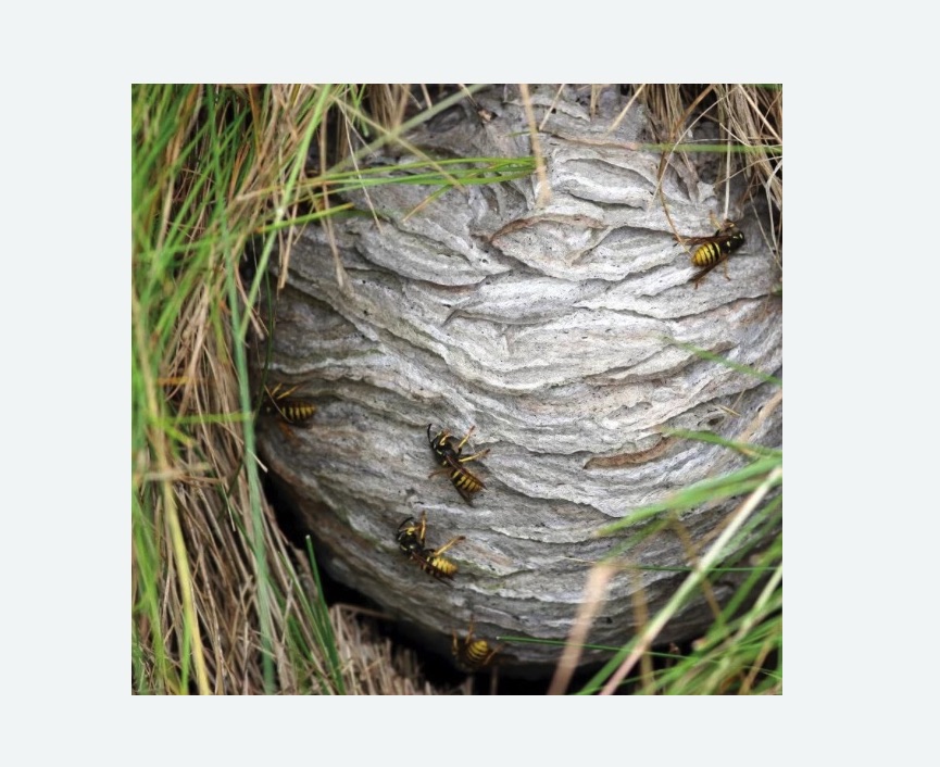 Уничтожение ос и ульев в Макушино